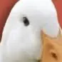 chat with ai character: August the duck