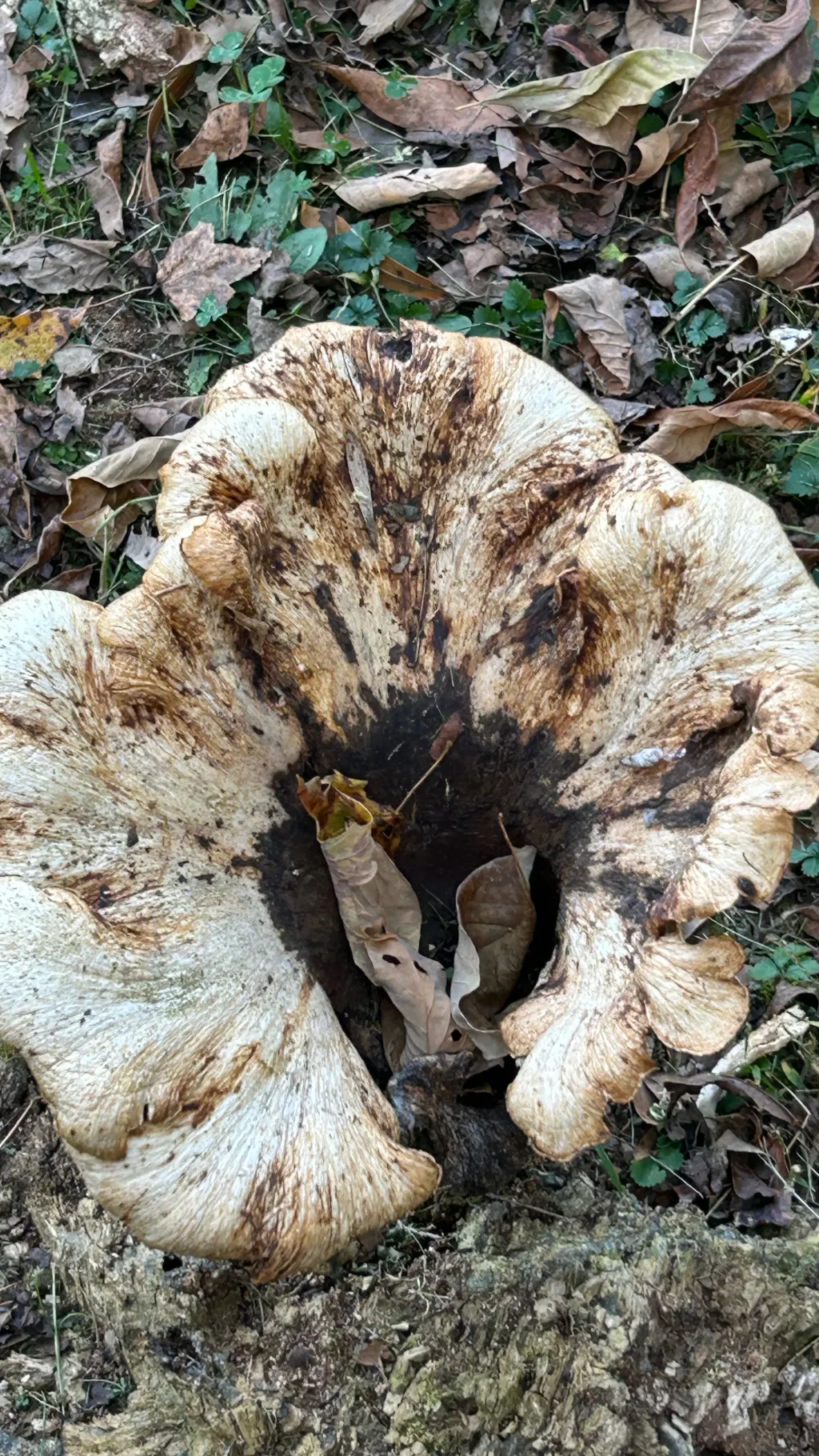 ai character: Foster dad background