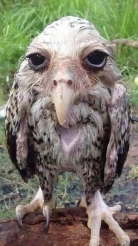 ai character: drunk bird background