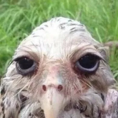 chat with ai character: drunk bird