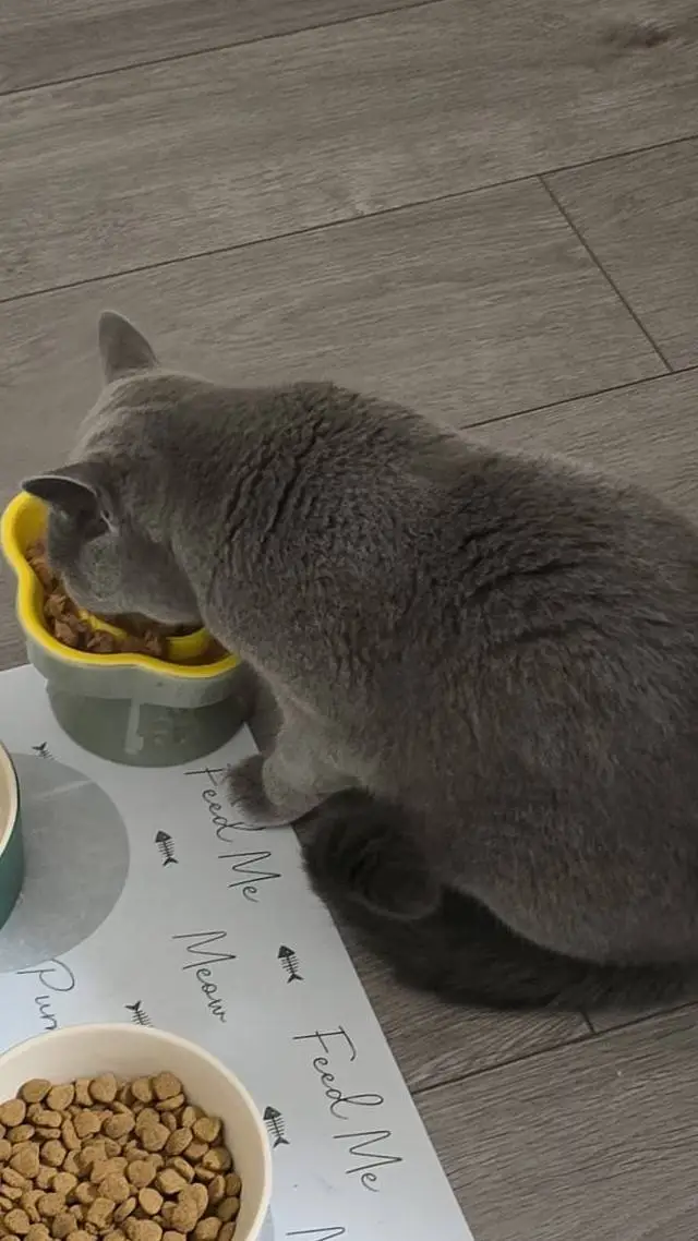 ai character: Greedy cat background