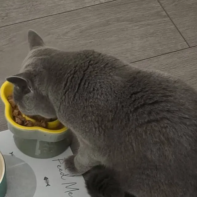 chat with ai character: Greedy cat