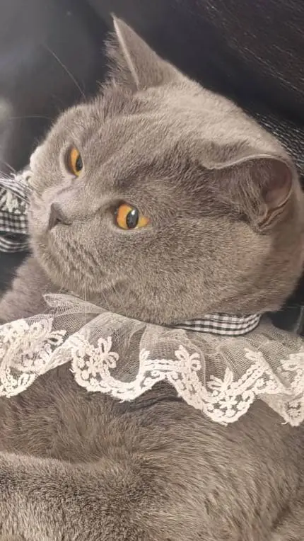 ai character: cute kitty background