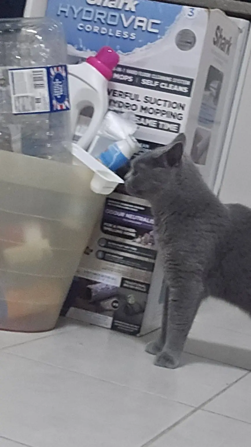 ai character: Trash eating cat background