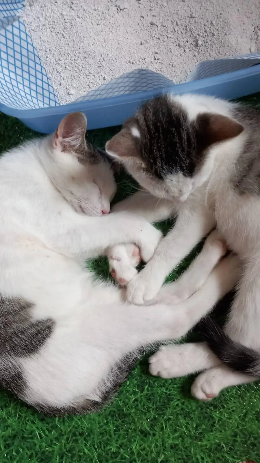 ai character: cookie  background