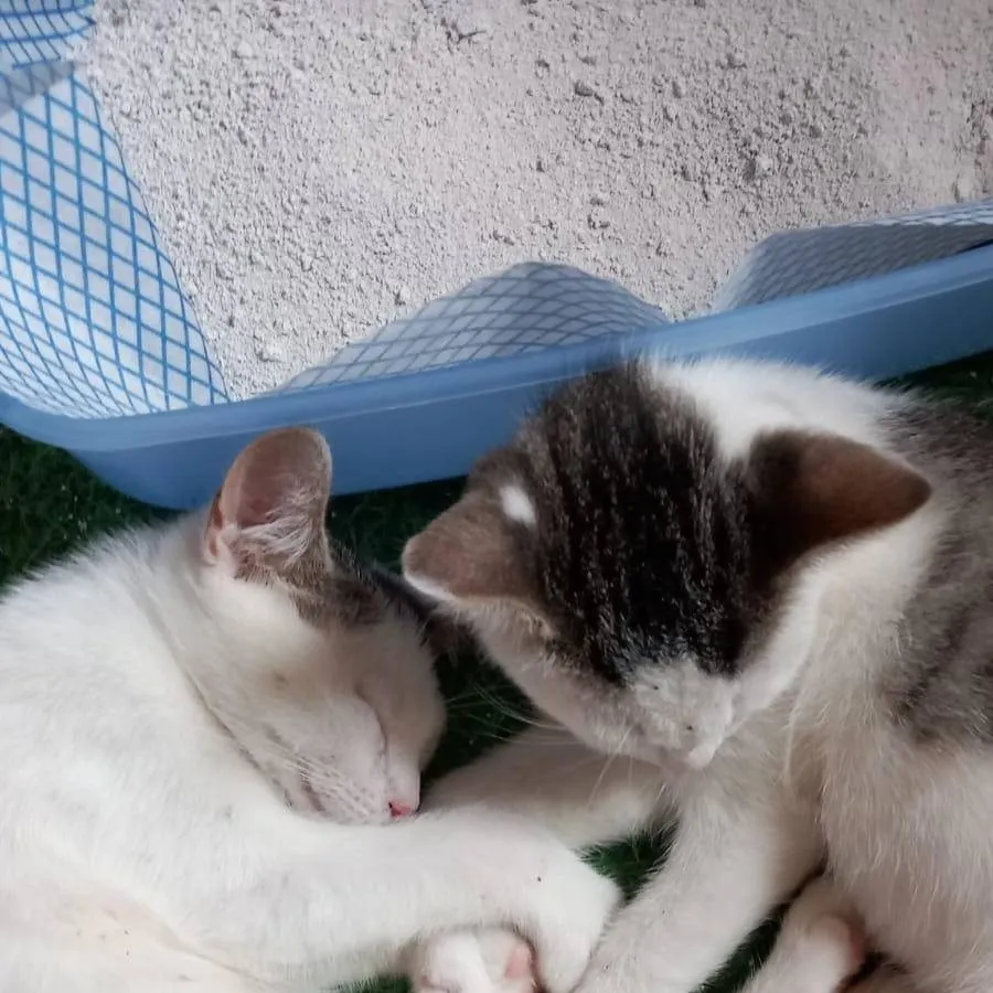 chat with ai character: cookie 