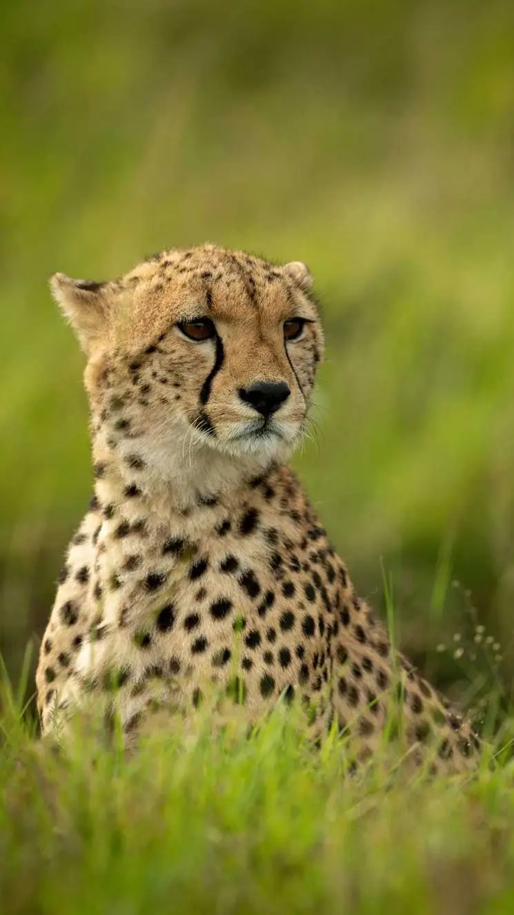 ai character: Zoom background