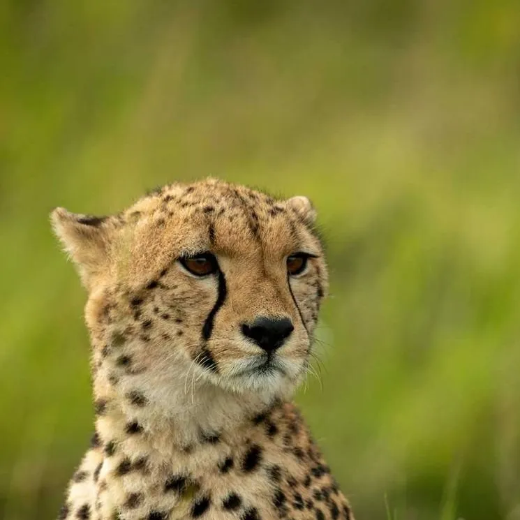 chat with ai character: Zoom