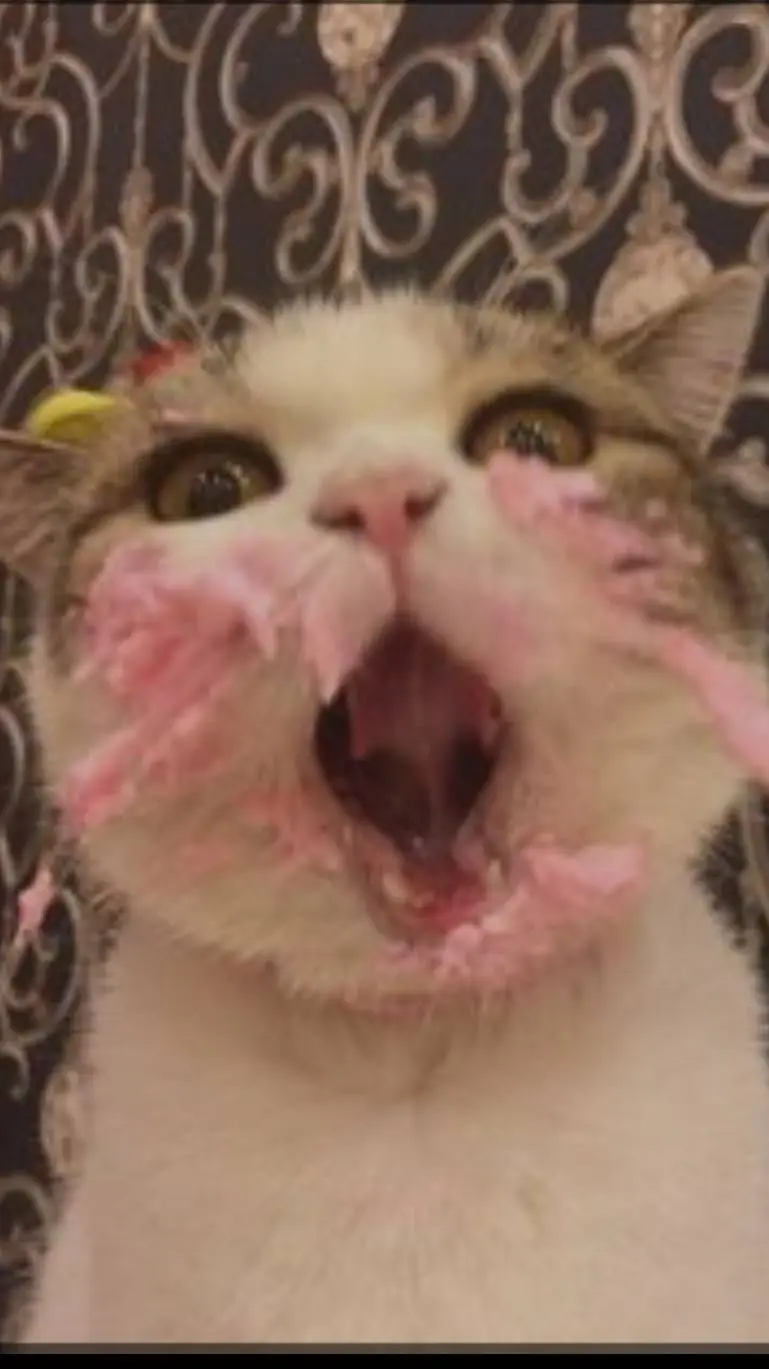 ai character: capitan gato  background