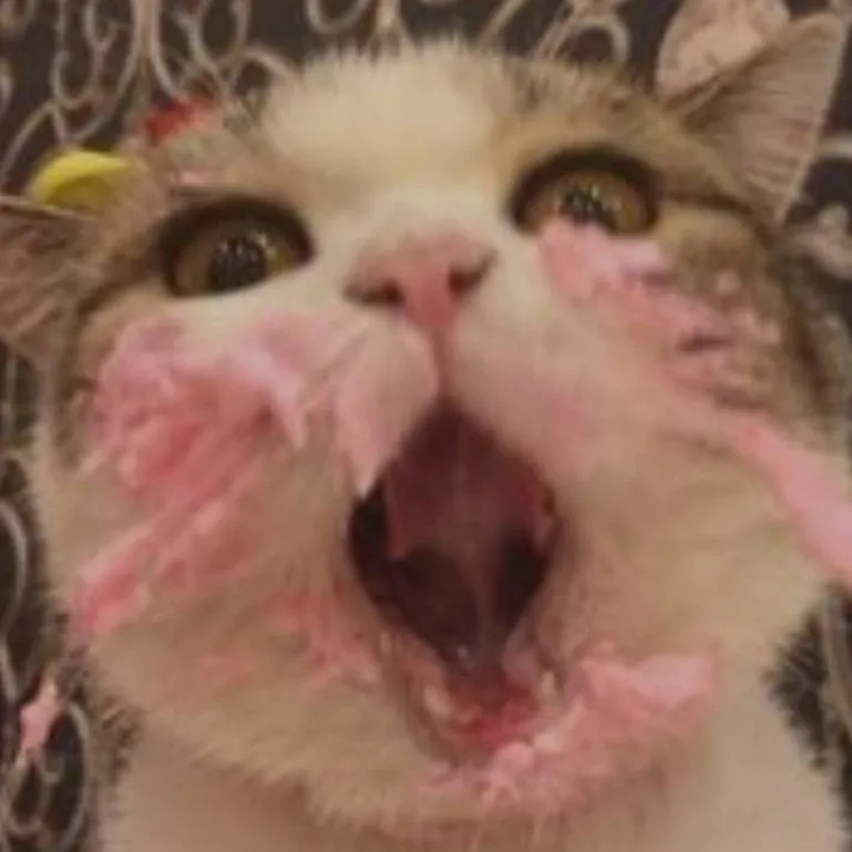 chat with ai character: capitan gato 