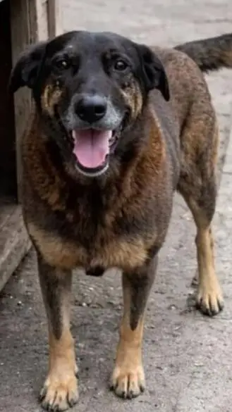 ai character: Orelha background