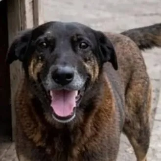 chat with ai character: Orelha