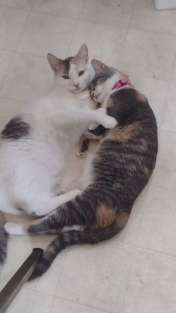 ai character: my kittys background