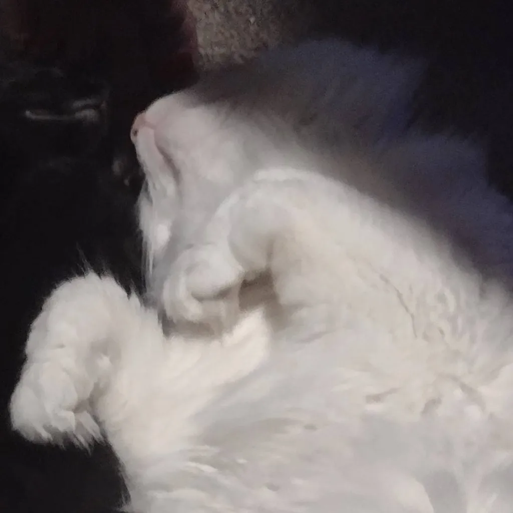 chat with ai character: kittys again 