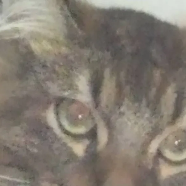 chat with ai character: Mr owl AKA gravy
