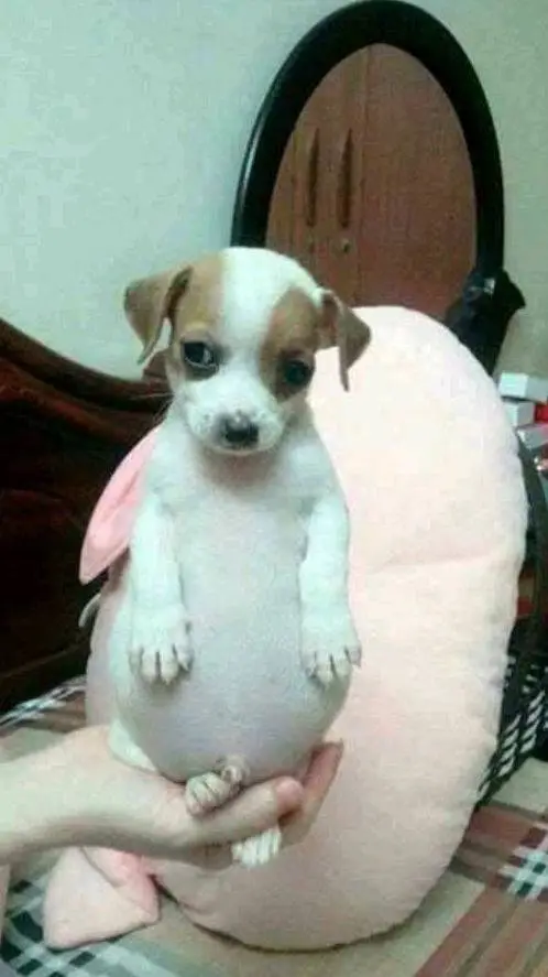ai character: El perrito panzón background