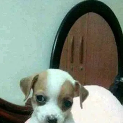 chat with ai character: El perrito panzón