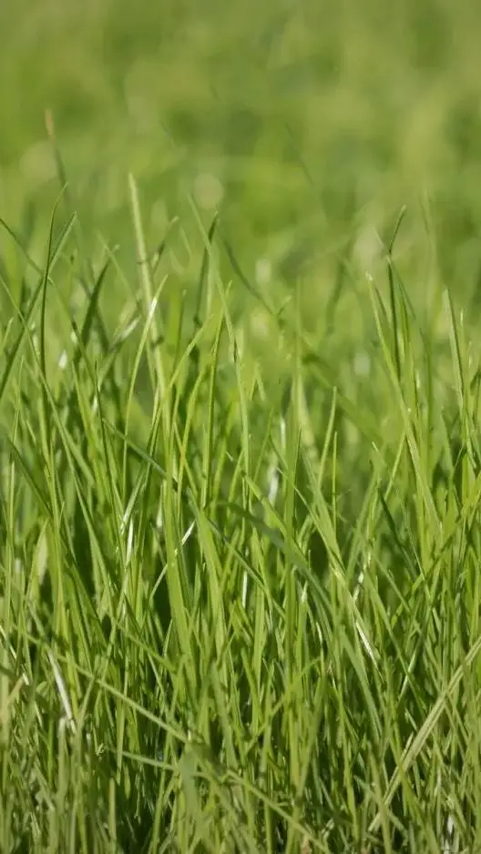 ai character: grass background