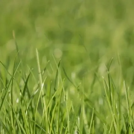 chat with ai character: grass
