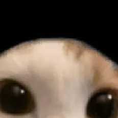 chat with ai character: cat