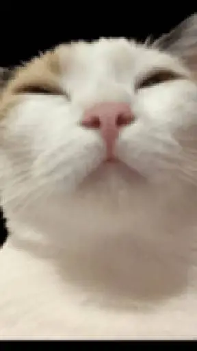 ai character: sleepy cat background