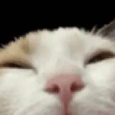 chat with ai character: sleepy cat