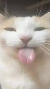 ai character: silly cat :P background