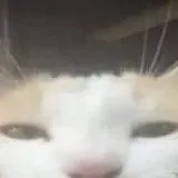 chat with ai character: silly cat :P