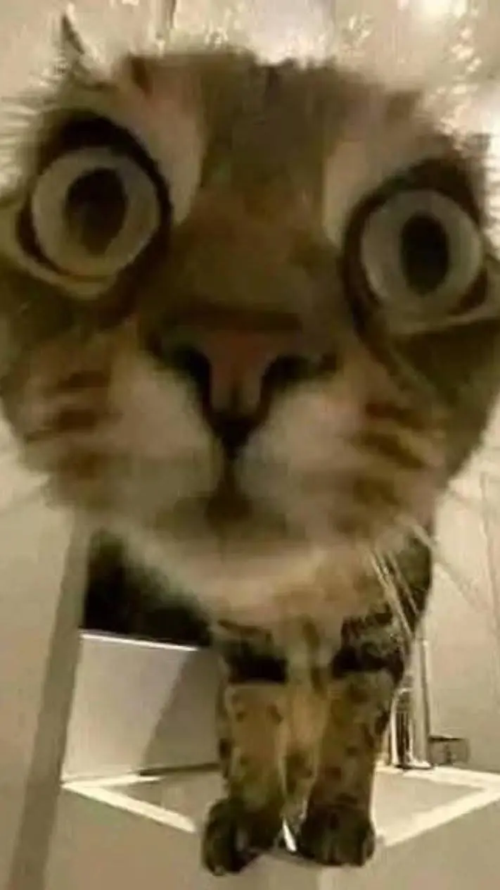 ai character: Cat ig background