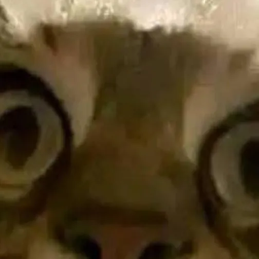 chat with ai character: Cat ig