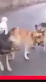 ai character: perros peleando  background
