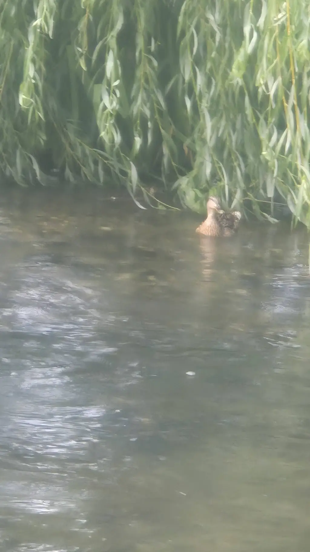 ai character: charlie background