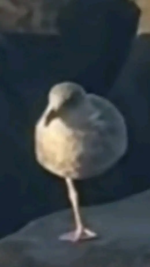 ai character: school sleepover  background