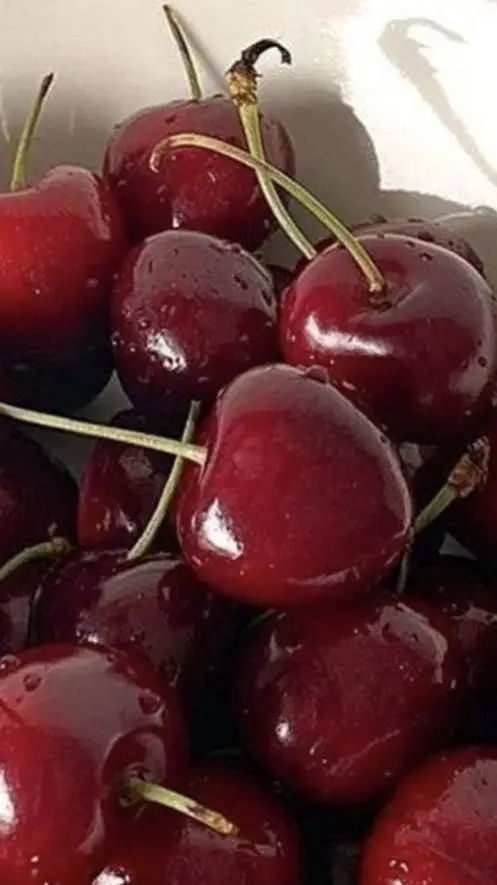 ai character: Ace background