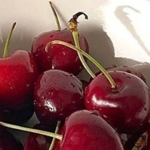 chat with ai character: Ace