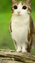 ai character: meowl background