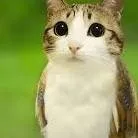 chat with ai character: meowl