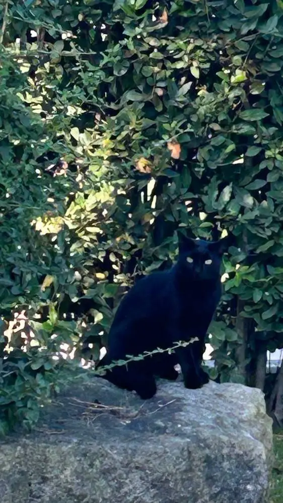 ai character: gatto sciocco background