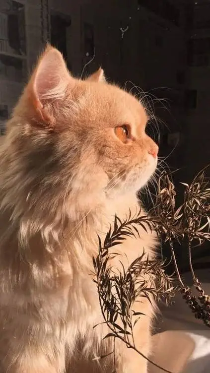 ai character: Mha chat 2 background