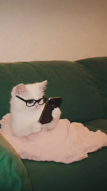 ai character: Sleepy cat background