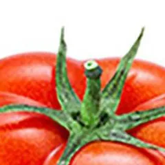chat with ai character: TOMATO MAN