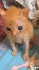 ai character: Gatito fã  sprunki background