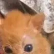 chat with ai character: Gatito fã  sprunki
