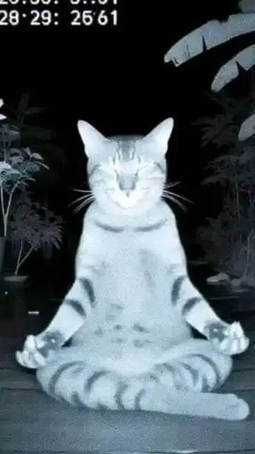 ai character: gatinho 3 background