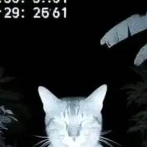 chat with ai character: gatinho 3