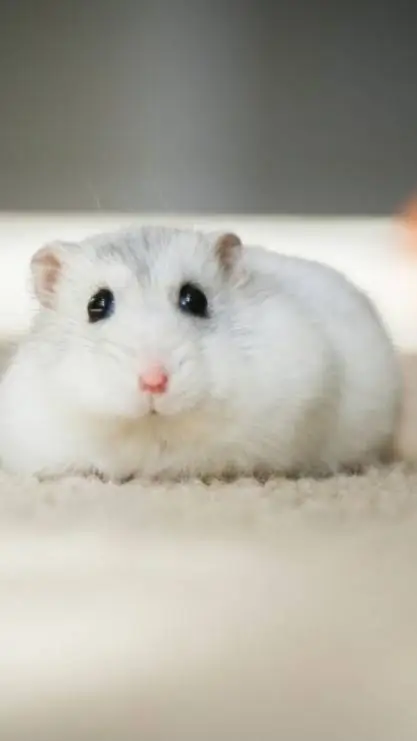 ai character: chubby hammy background