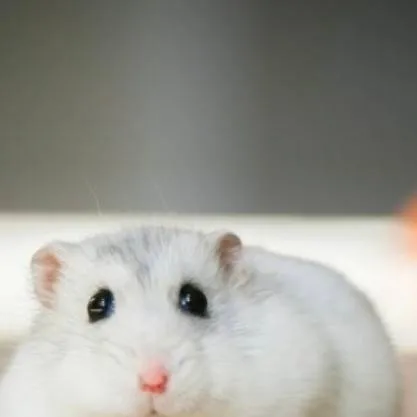 chat with ai character: chubby hammy