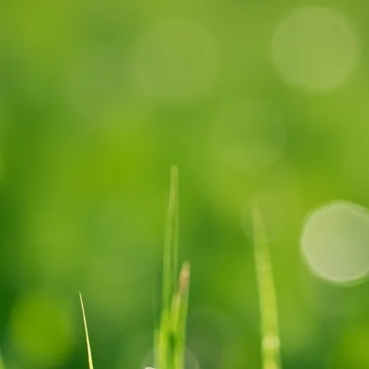 chat with ai character: youch grass