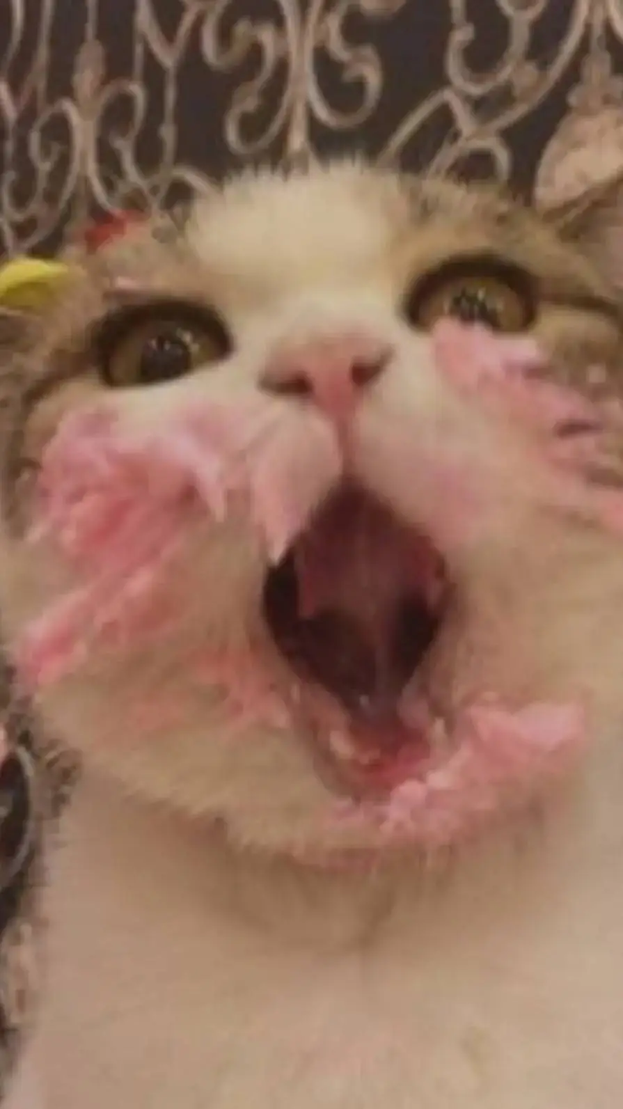 ai character: Capitán gato  background