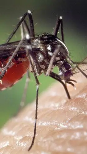 ai character: zancudo insano  background